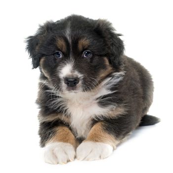 puppy australian shepherd in front of white background