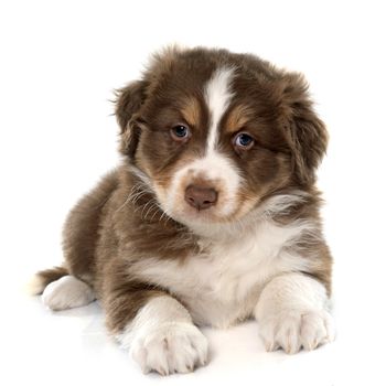 puppy australian shepherd in front of white background