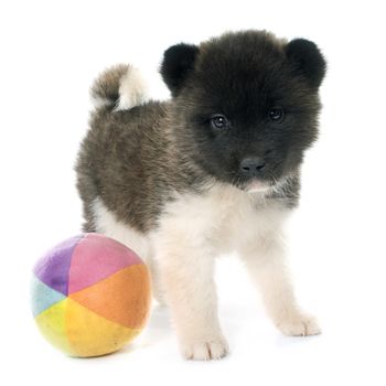 puppy american akita in front of white background