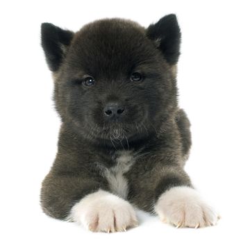 puppy american akita in front of white background