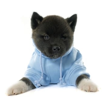 dressed puppy american akita in front of white background