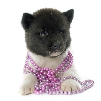 puppy american akita in front of white background