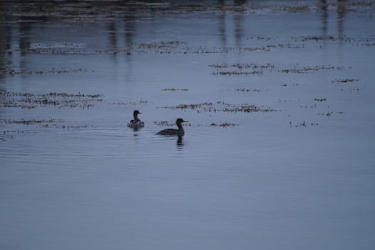 animals in terrain