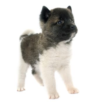 puppy american akita in front of white background