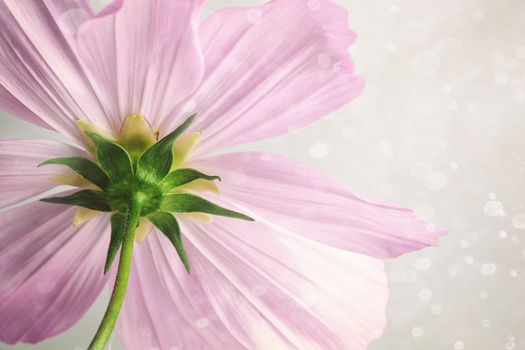 Closeup of pink cosmos flower with soft blur background