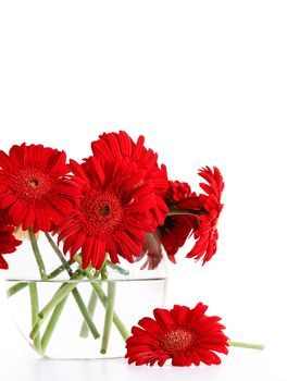 Closeup od red gerber daisies in glass vase