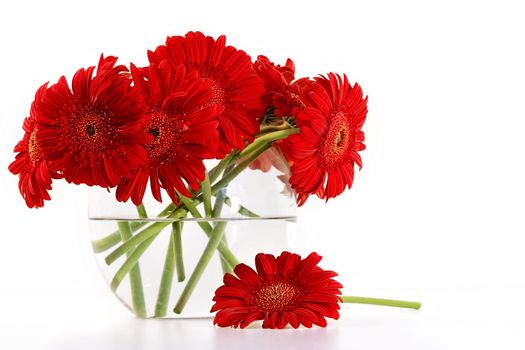 Red gerber daisies in glass vase