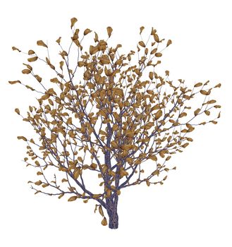 African boxwood tree, myrsine africana isolated in white background - 3D render