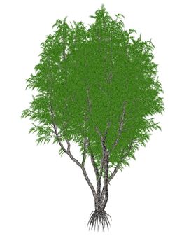 African or Lagos mahogany tree, khaya ivorensis isolated in white background - 3D render