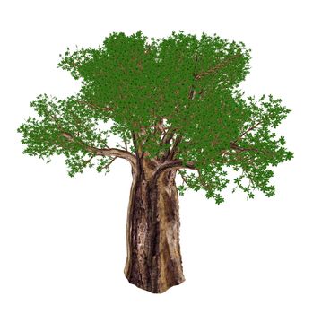 Baobab tree, adansonia digitata, isolated in white background - 3D render