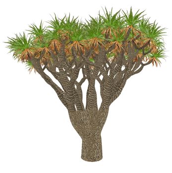 Canary Islands dragon tree or drago, dracaena draco isolated in white background - 3D render