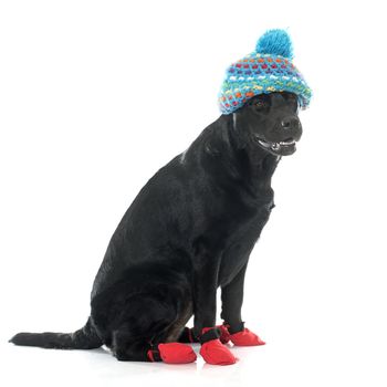 female black labrador retriever in front of white background