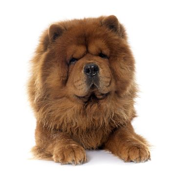 brown chow dog in front of white background