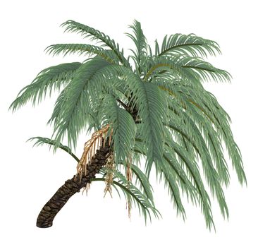 Wild or Senegal date palm tree, phoenix reclinata isolated in white background - 3D render