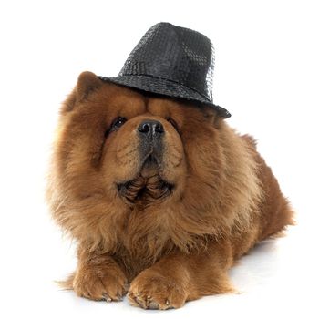 brown chow dog in front of white background