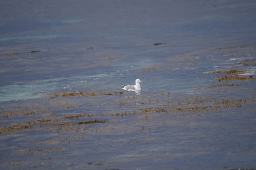 animals in terrain