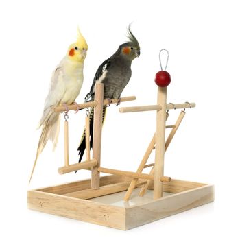 playing parakeet and Cockatiel