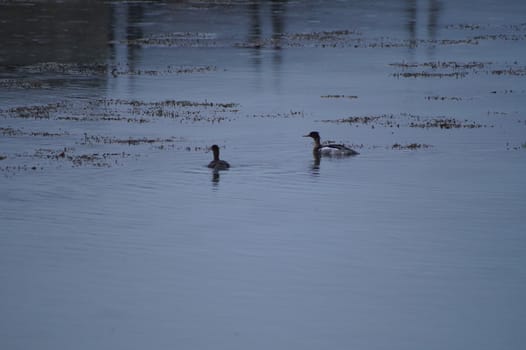 animals in terrain