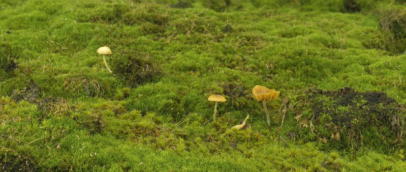 Macro panoramic shot of tiny mushrooms on the moss in the forest