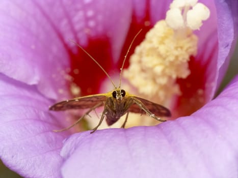 A small butterfly sitting on flowers

