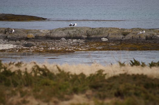 animals in terrain