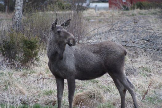 Moose in Norway