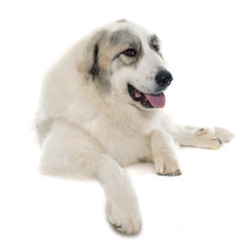 Pyrenean Mountain Dog in front of white background