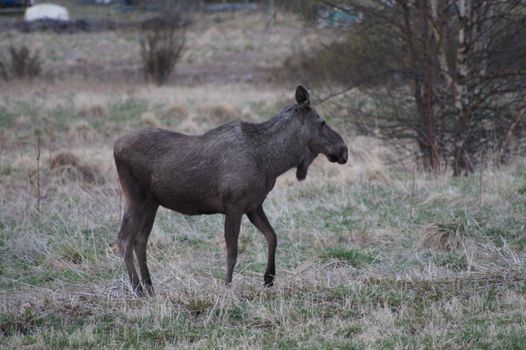Moose in Norway