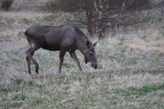 Moose in Norway