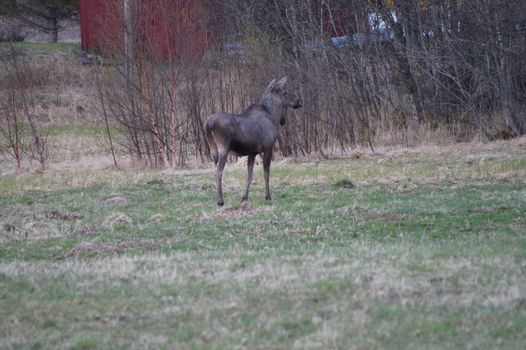 Moose in Norway