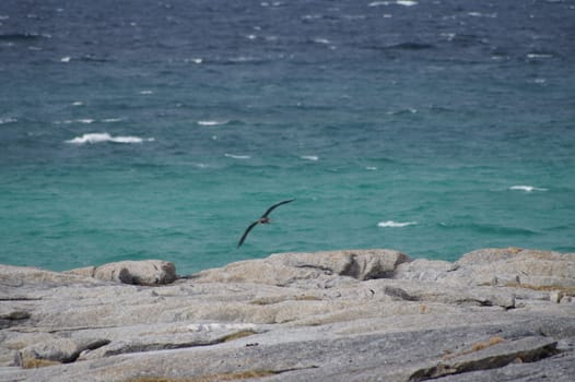 animals in terrain