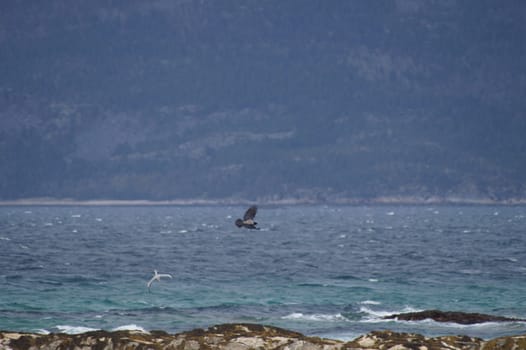 animals in terrain