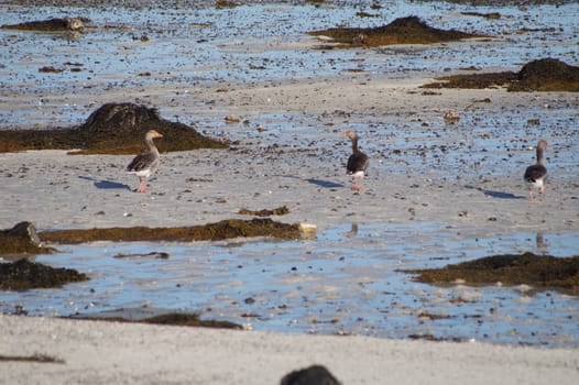 animals in terrain