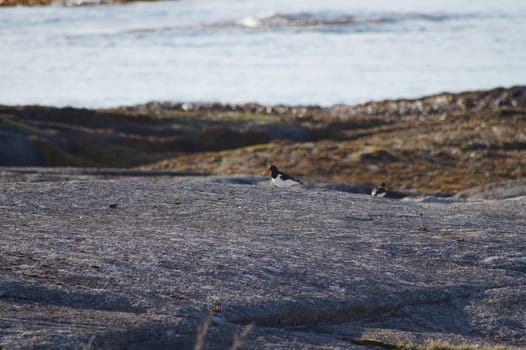 animals in terrain