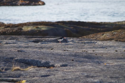 animals in terrain