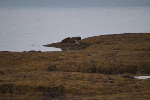 animals in terrain
