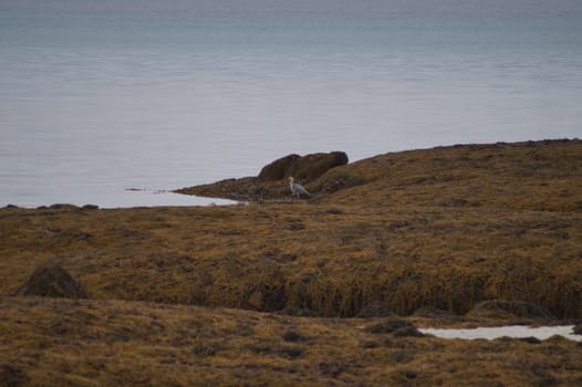 animals in terrain
