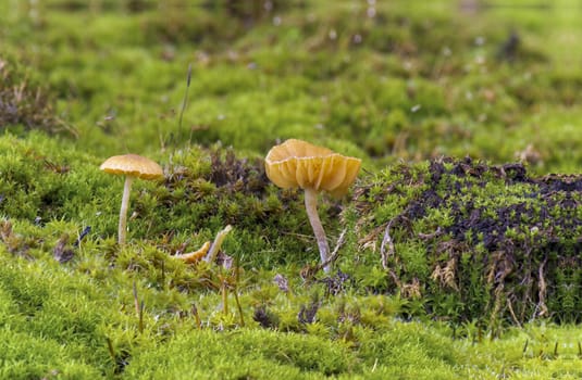 Tiny unidentified mushrooms in the moss