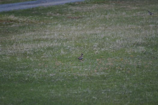 animals in terrain