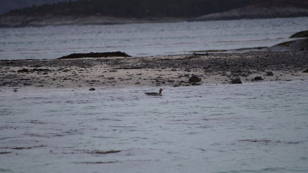 animals in terrain