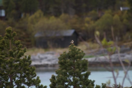 animals in terrain