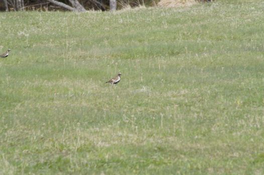 animals in terrain