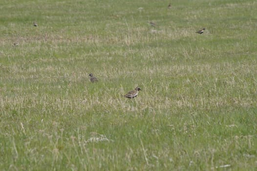 animals in terrain