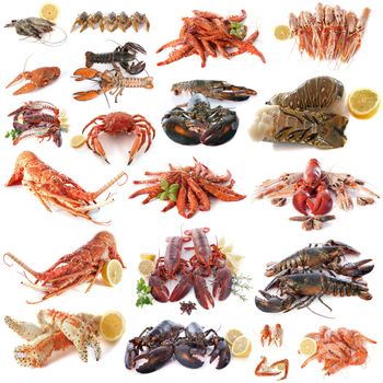 seafood and shellfish in front of white background