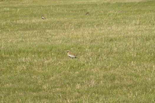 animals in terrain