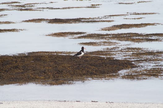 animals in terrain