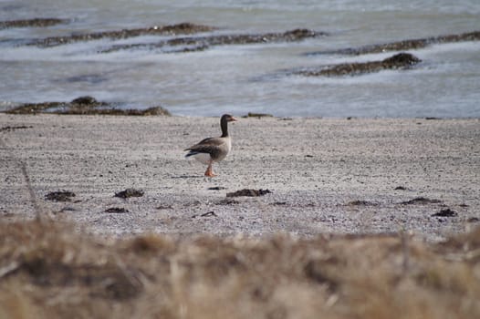 animals in terrain