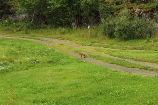 animals in terrain