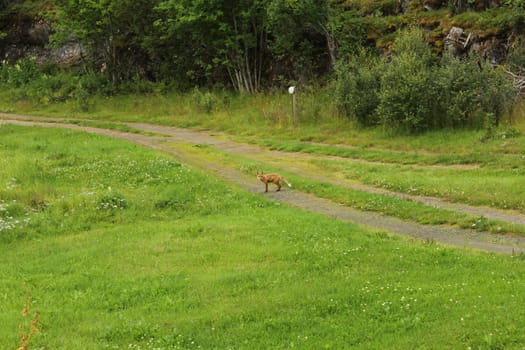 animals in terrain