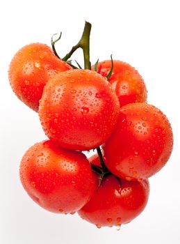 fresh tomatoes on a white background